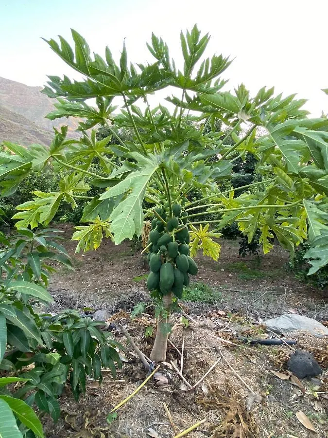 Finca Aquilino Y Carmen Mogán