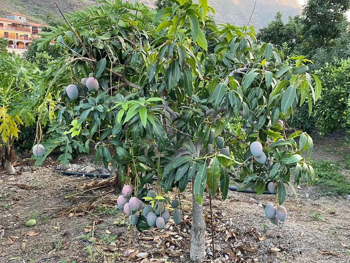 Finca Aquilino Y Carmen Mogán